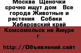 Москва! Щеночки срочно ищут дом - Все города Животные и растения » Собаки   . Хабаровский край,Комсомольск-на-Амуре г.